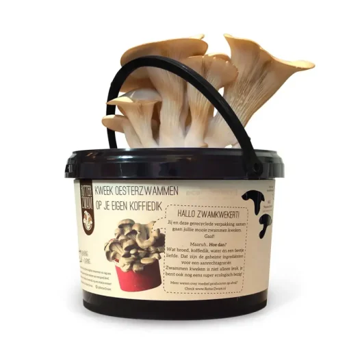 rotterzwam growkit oesterzwammen kweken