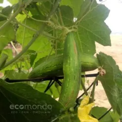loofah luffa plant