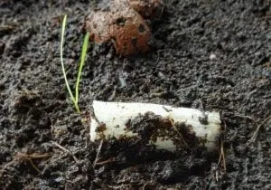 flowerplugs oordoppen bloemzaadje