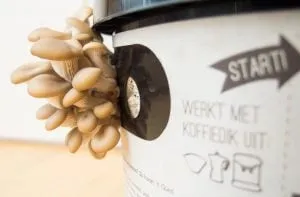 rotterzwam growkit asn actie korting