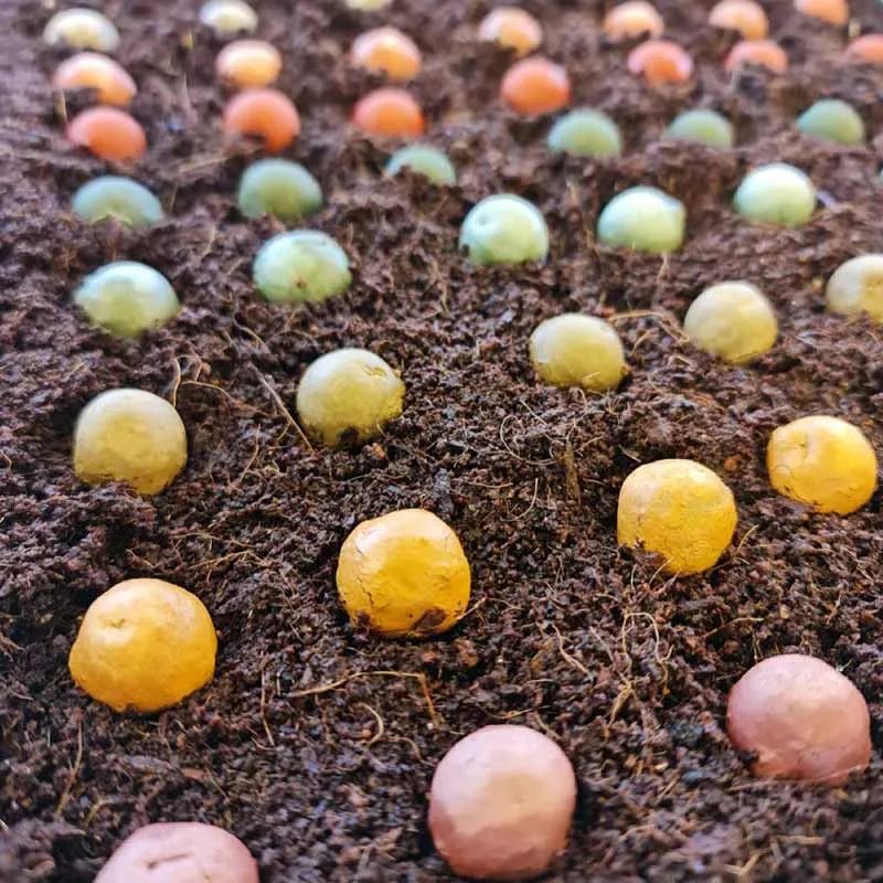 blossombs bloembommetjes zaadbommen