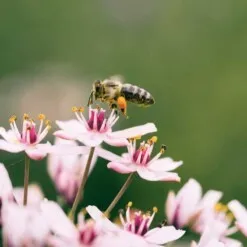 blossombs bloembommetjes zaadbommen
