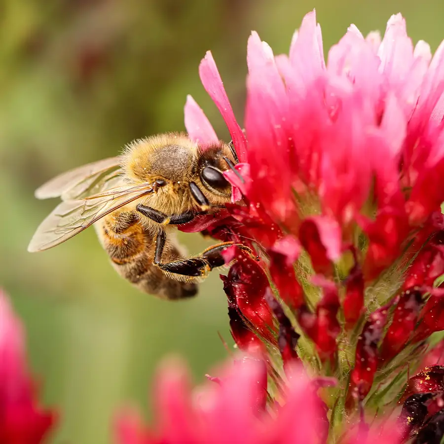 blossombs giftbox mini4 bijenbloem